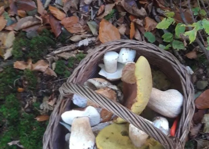 Koronkowe Zacisze Lejlighed *